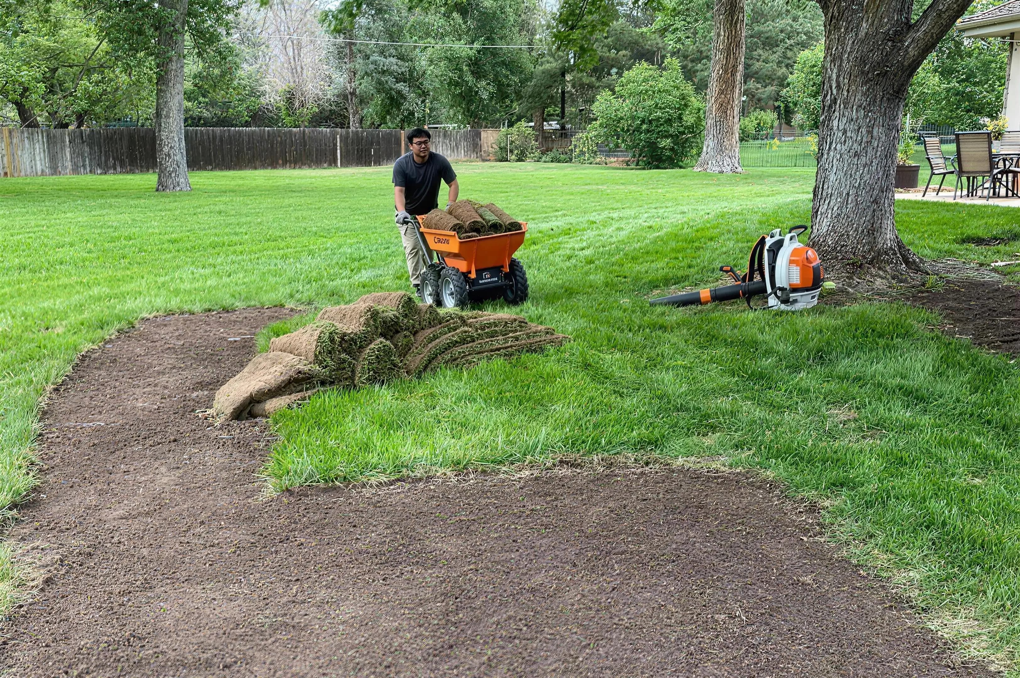Crew member wheeling fresh sod rolls across a backyard during a sod installation